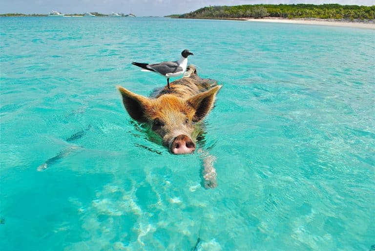 Isla de los cerdos. Mejores seguros de viaje a las Bahamas