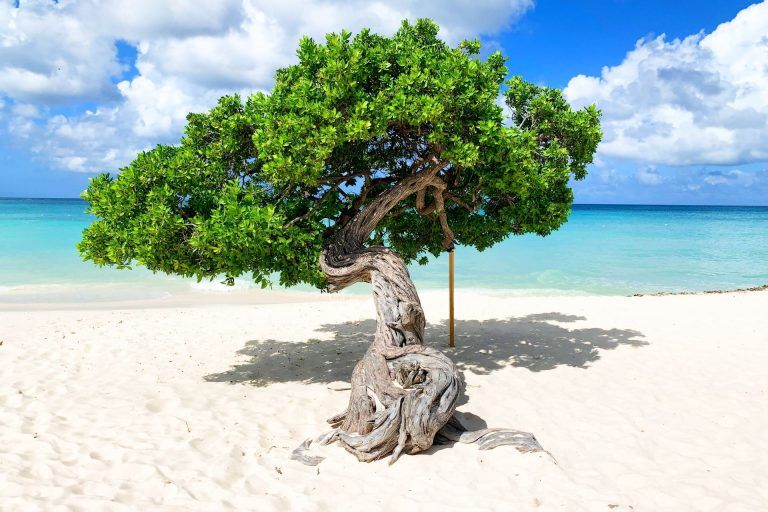 Eagle Beache Los Viajes de Domi