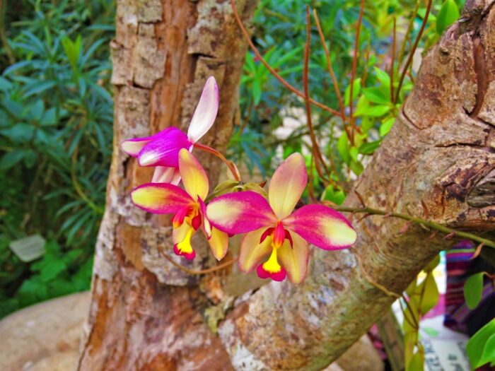 Jardín de as orquídeas. Qué ver en Monteverde