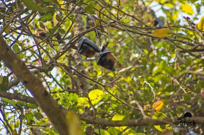 Bat Jungle. Qué visitar en Monteverde