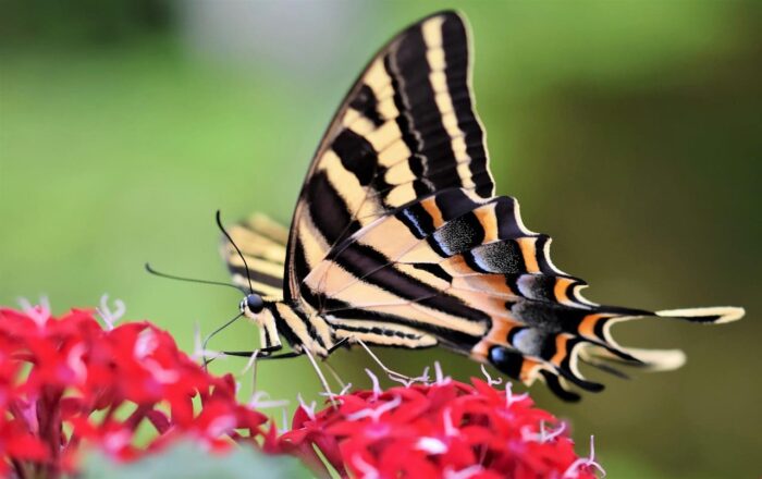 Jardín de Mariposas Spirogyra. Qué visitar en San José Costa Rica