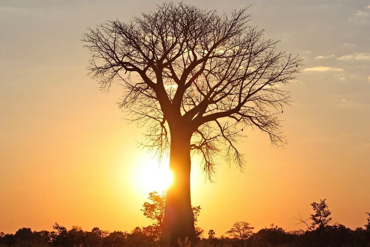 Baobabs. Mejores seguros de viaje a Botsuana