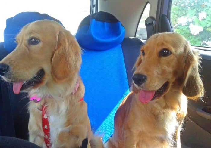 Mejores seguros de viaje para mascotas