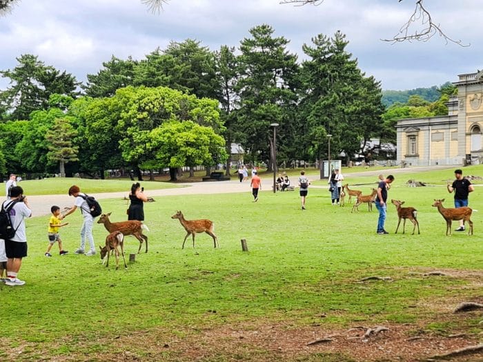 Parque de Nara Parque de Nara