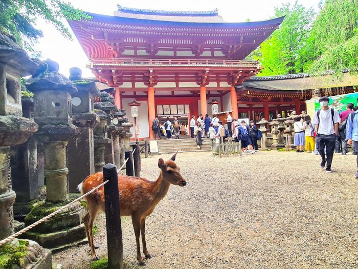 Santuario Kasuga Taisha. Qué ver en Nara