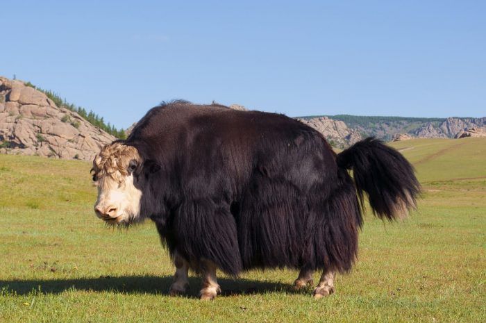 Bos mutus. Seguro de viaje Mongolia Bos mutus. Seguro de viaje Mongolia