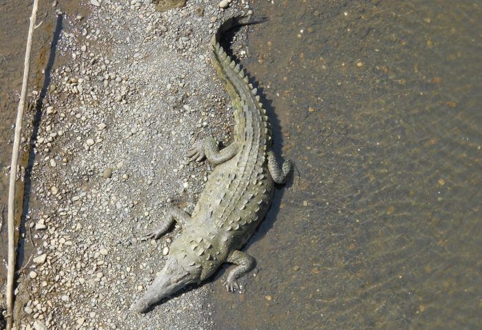 Cocodrilos en el puente del río Tarcoles. Qué visitar en Manuel Antonio. Cocodrilos en el puente del río Tarcoles. Qué visitar en Manuel Antonio.