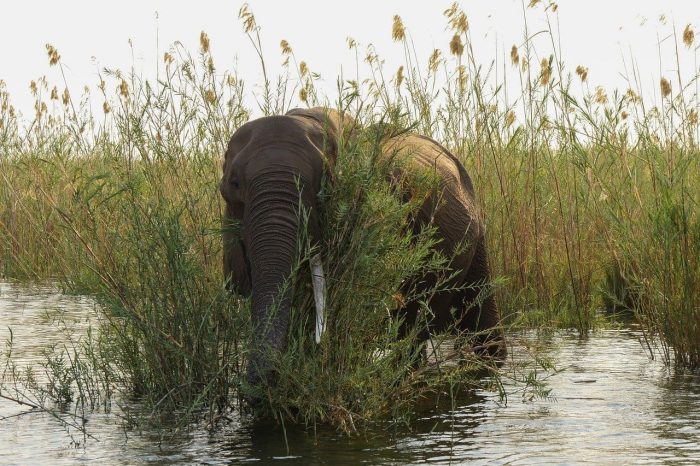 Elefante. Seguro de viaje Zambia Elefante. Seguro de viaje Zambia