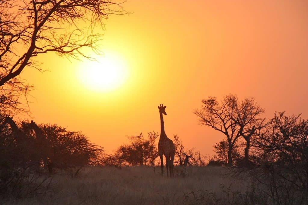 Sabana. Mejores seguros de viaje a Zambia