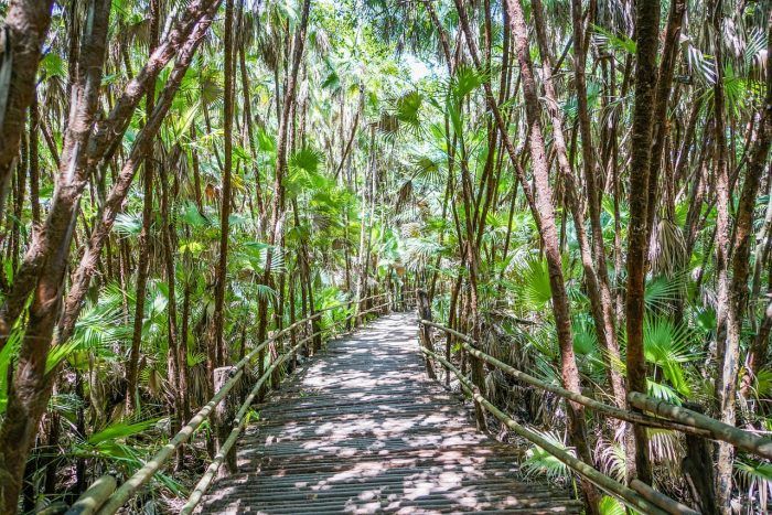 Bosque. Seguro de viaje Belice Bosque. Seguro de viaje Belice