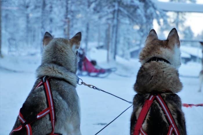 Trineo con perros. Seguro de viaje a Finlandia Trineo con perros. Seguro de viaje a Finlandia