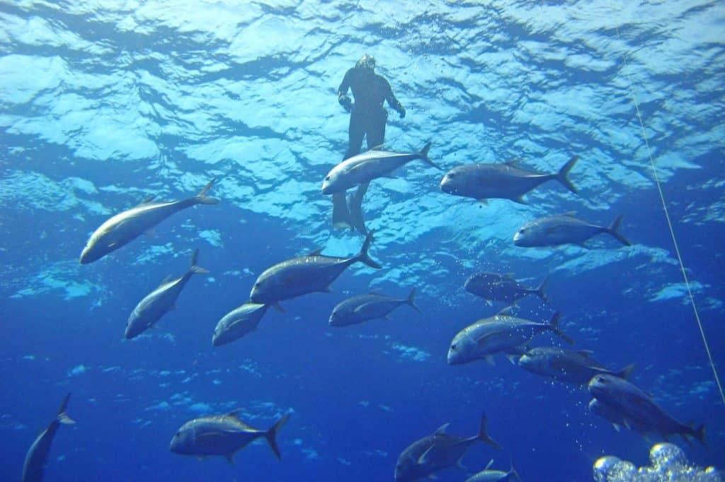 Mejores seguros de buceo