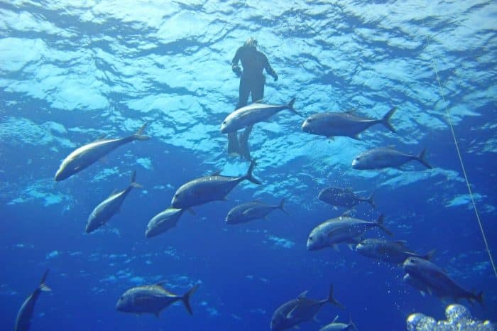 Mejores seguros de buceo