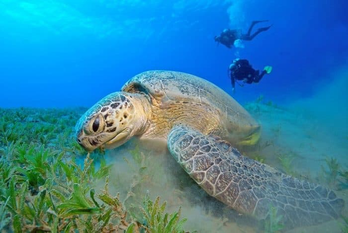 Seguro de buceo y viaje Seguro de buceo y viaje