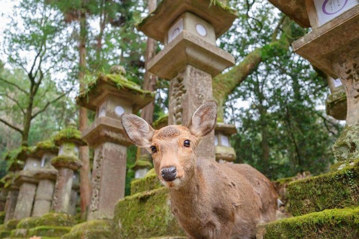 Nara. Que visitar cerca de Kioto. Nara. Que visitar cerca de Kioto.