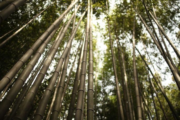 Bosque de bambú, Arashiyama. Bosque de bambú, Arashiyama.