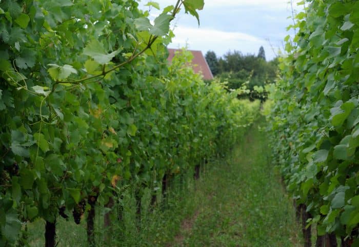 Viñedos. Que visitar en Ammerschwihr. Viñedos. Que visitar e Ammerschwihr.