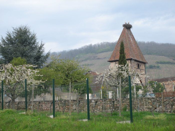 Jardín de los vinos. Que visitar en Ammerschwihr. Jardín de los vinos. Que visitar en Ammerschwihr.