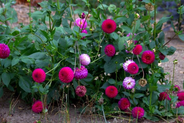 Jardín de dalias en Sélestat.