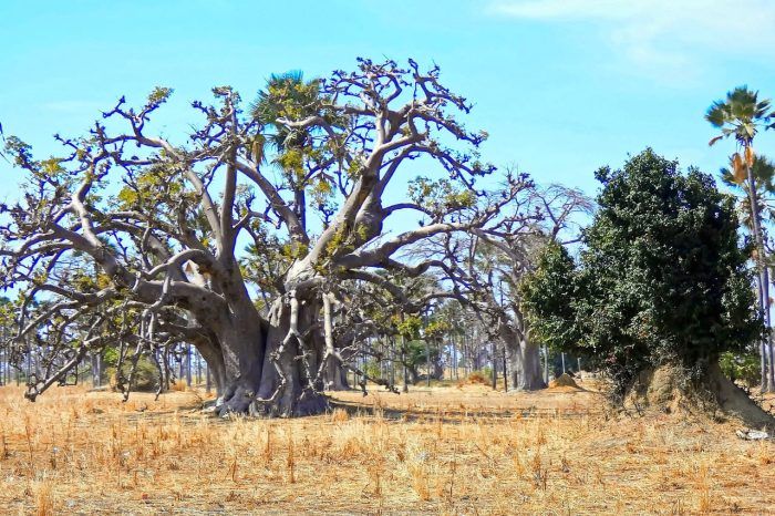 Baobab. Seguro de viaje a Senegal Baobab. Seguro de viaje a Senegal