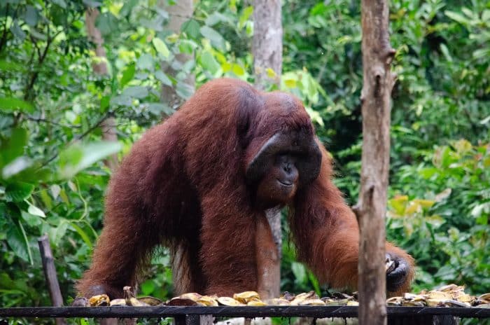 Parque Nacional de Tanjung Puting. Que visitar en Indonesia. Parque Nacional de Tanjung Puting. Que visitar en Indonesia.