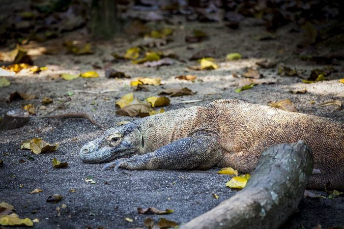 Islas Komodo. Que ver en Indonesia Islas Komodo. Que ver en Indonesia