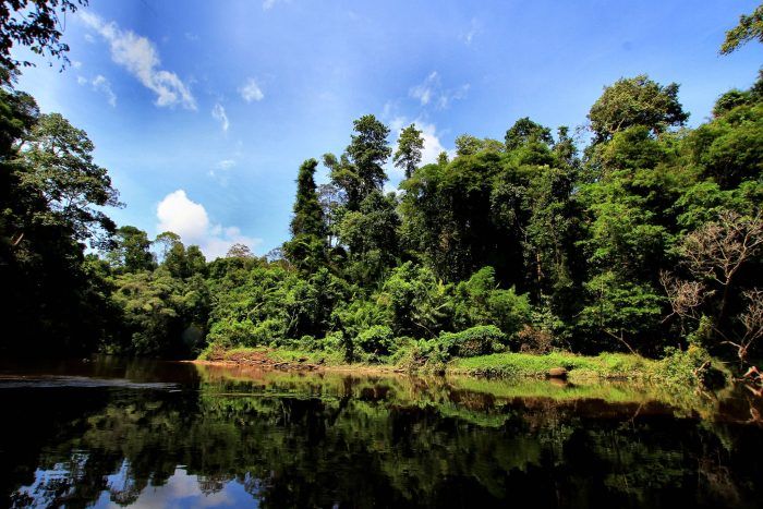 Parque Nacional Taman Negara. Que ver en Malasia Parque Nacional Taman Negara. Que ver en Malasia