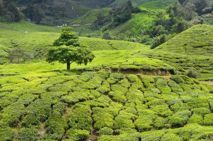 Cameron Highlands. Que ver en Malasia Cameron Highlands. Qué ver en Malasia