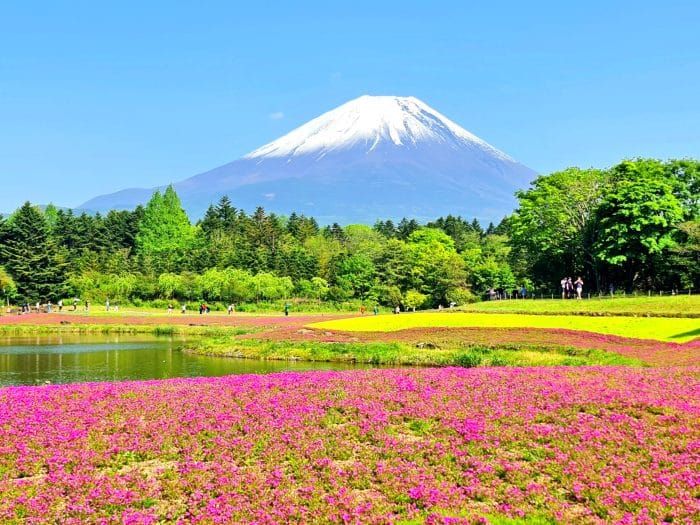 Monte Fuji. Festival Fuji Shibazakura