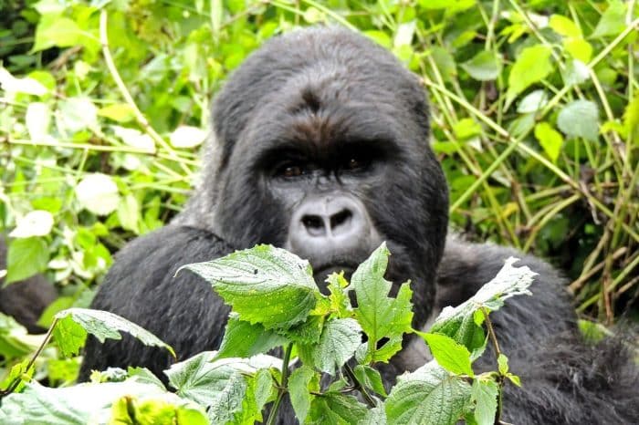 Gorila. Mejores seguros de viaje a Ruanda Gorila. Mejores seguros de viaje a Ruanda