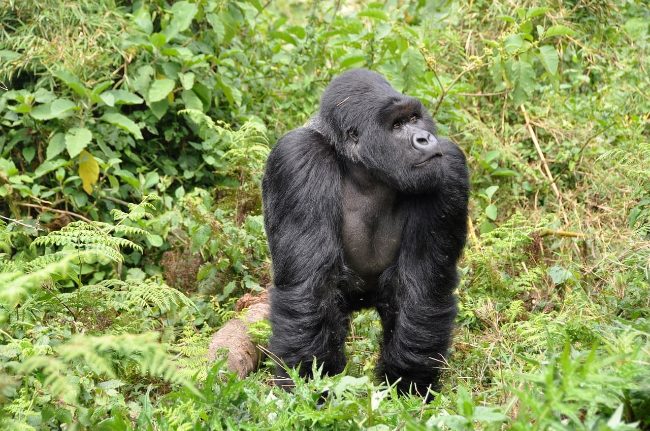 Gorila. Mejores seguros de viaje a Ruanda