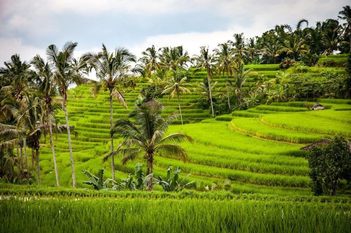 Campos de arroz de Jatiluwih. Ruta por Bali en 10 días Campos de arroz de Jatiluwih. Ruta por Bali en 10 días