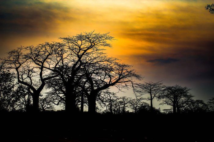 Parque nacional. Mejores seguros de viaje a Angola Parque nacional. Mejores seguros de viaje a Angola