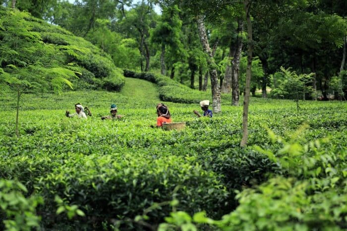 Campos de té. Seguro de viaje a Bangladesh Campos de té. Seguro de viaje a Bangladesh