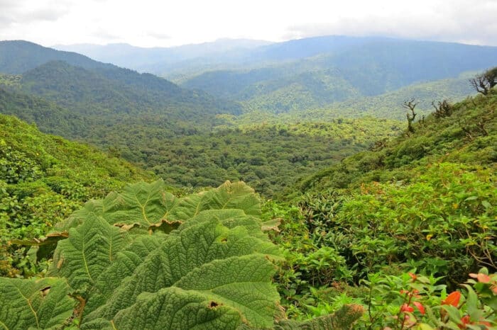 Zonas donde alojarse en Monteverde