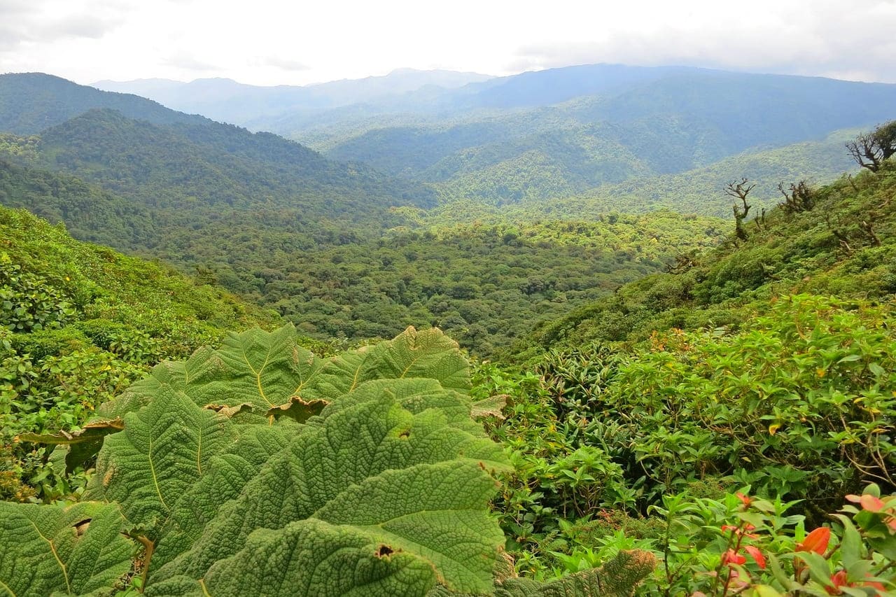 Zonas donde alojarse en Monteverde