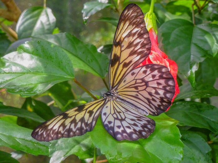 Granja de las mariposas. Qué hacer en Aruba