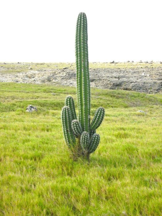 Parque Nacional Arikok. Qué hacer en Aruba