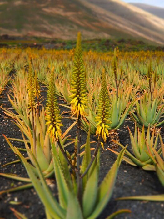 Fábrica de Aloe Vera. Qué visitar en Aruba