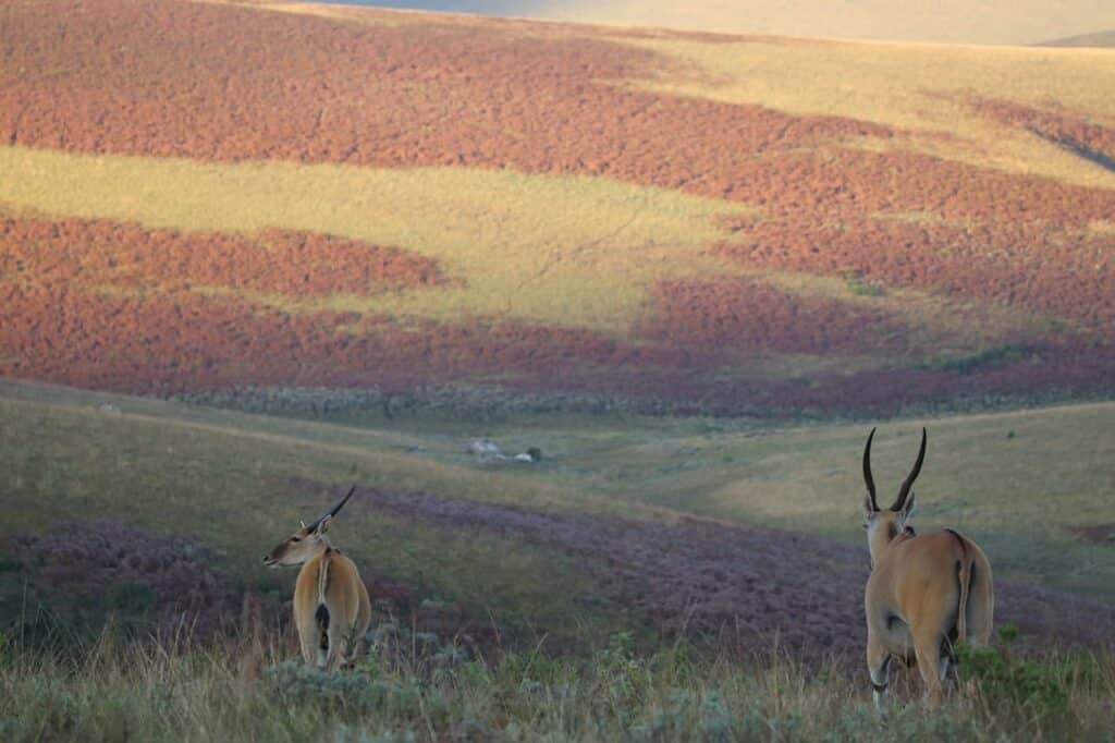 Antílopes, Parque Nacional. Mejores seguros de viaje a Malawi