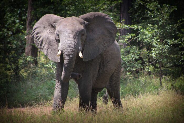 Elefante, Parque Nacional Majete. Seguro de viaje a Malawi Elefante, Parque Nacional Majete. Seguro de viaje a Malawi