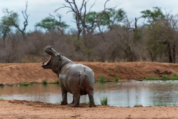Hipopótamo, Mkhaya Game Reserve. Seguro de viaje Esuatini Hipopótamo, Mkhaya Game Reserve. Seguro de viaje Esuatini
