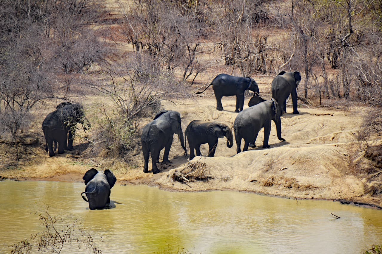 Parque Nacional Mole. Mejores seguros de viaje a Ghana