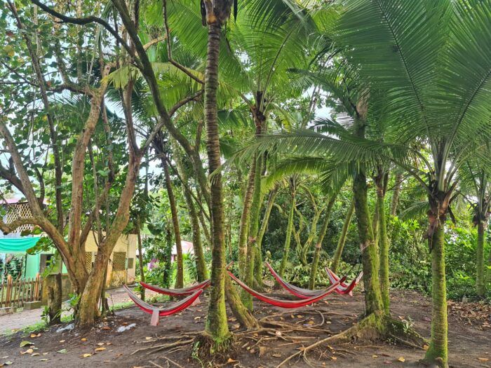 Alrededores del parque. Dónde dormir en Tortuguero