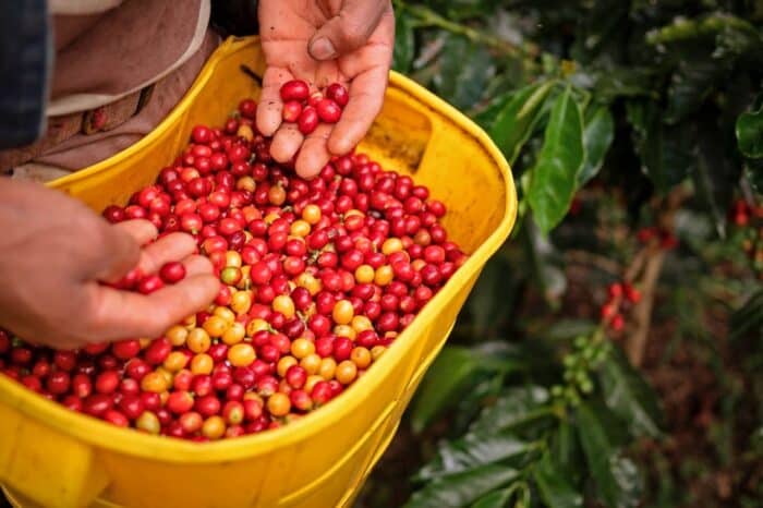Hacienda Cafetera. Qué visitar en el Eje Cafetero