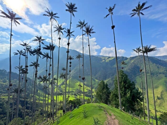 Valle de Cocora. Qué ver en el Eje Cafetero