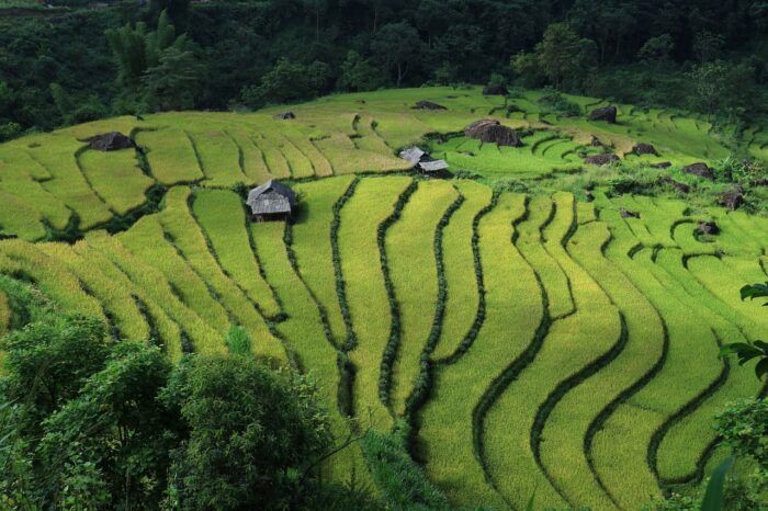 Terrazas Vietnam. Seguro de viaje a Asia Terrazas Vietnam. Seguro de viaje a Asia