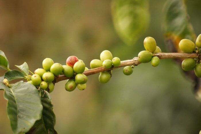Finca cafetera. Qué ver en Salento