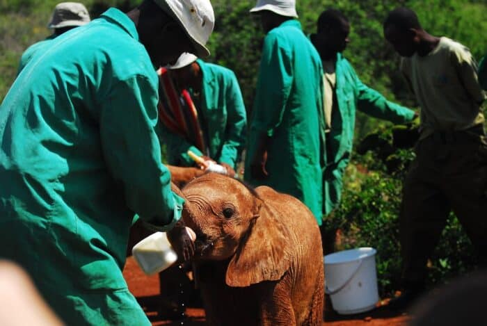 Seguro de viaje para realizar voluntariado con animales Seguro de viaje para realizar voluntariado con animales
