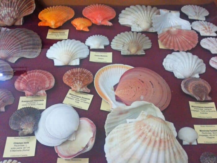 Museo Mandralisca. Qué visitar en Cefalú